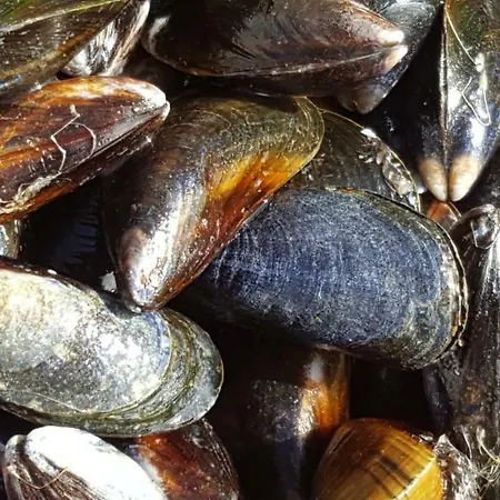 La Naturelle 119 וימרה